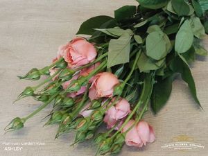 ROSE ROMANTIC ANTIKE 50